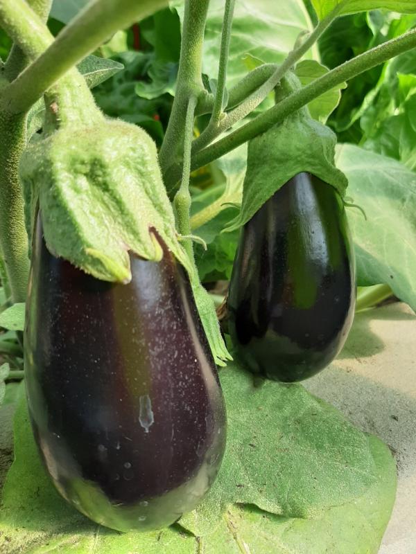 Aubergine growing in a WATERfirst RAWW System