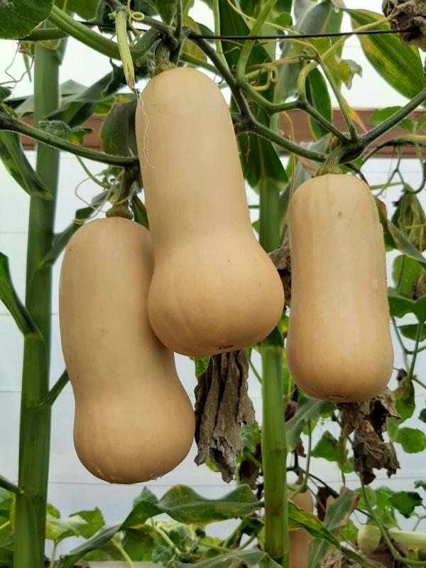 Buttenut ready for harvest RAWW System