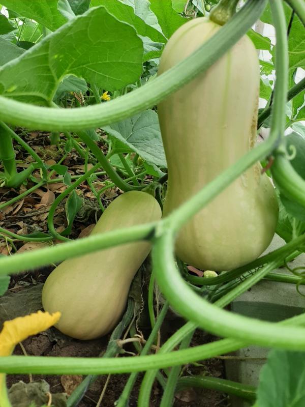 Butternut growing in WATERfirst RAWW System