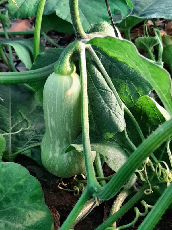 Butternut in a WATERfirst RAWW System