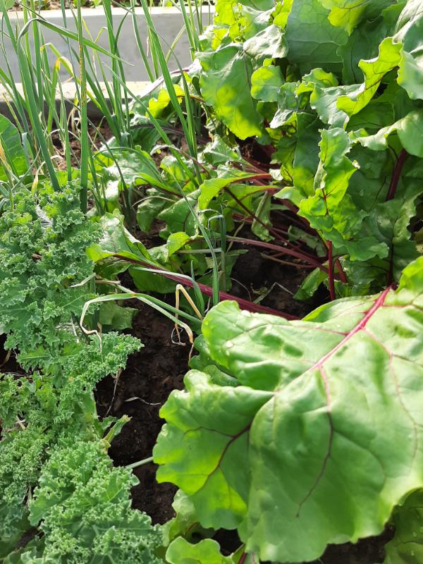 Kale, Onions & Beetroot, RAWW System