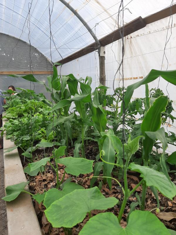 Mealies, WATERfirst RAWW System