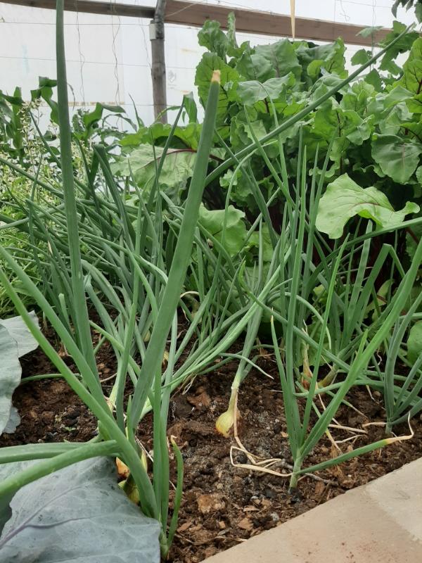 Onions growing in a WATERfirst RAWW System