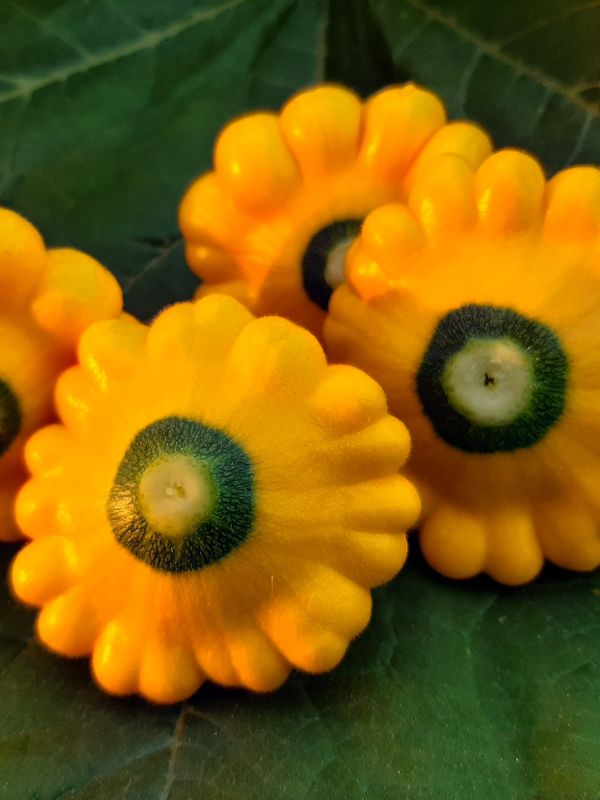 Pattypans growing in a WATERfirst RAWW System