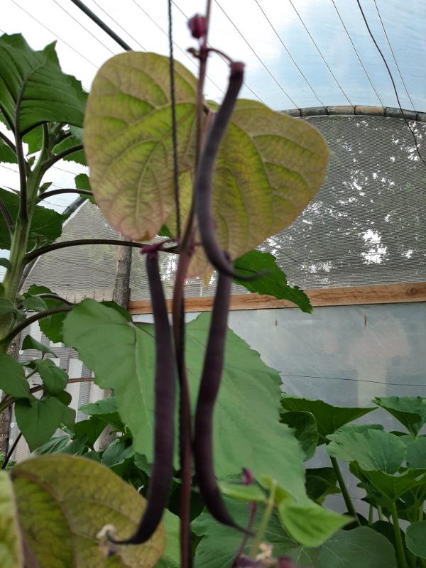 Purple beans, WATERfirst RAWW System