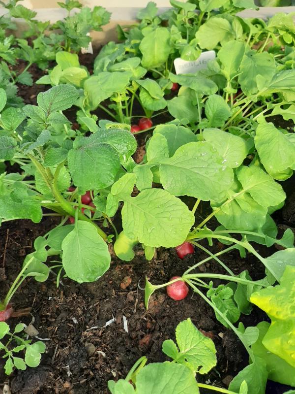 Radish, WATERfirst RAWW System