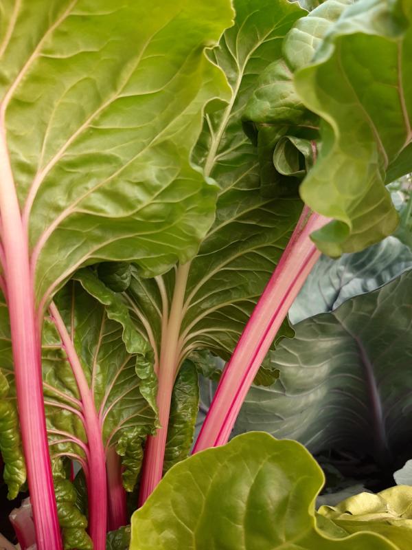 Spinach, WATERfirst RAWW SYstem