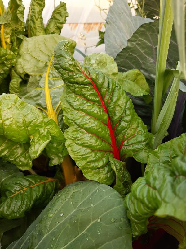 Spinach, WATERfirst, RAWW System