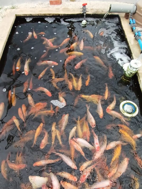 Tilapia fish growing in a WATERfirst RAWW System 1