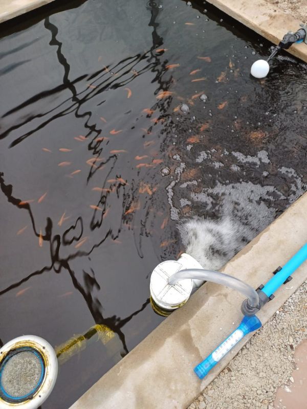 Tilapia fish growing in a WATERfirst RAWW System