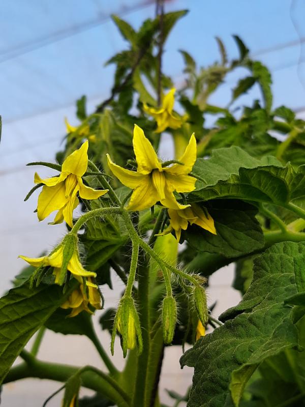 Tomato flowers, WATERfirst RAWW System
