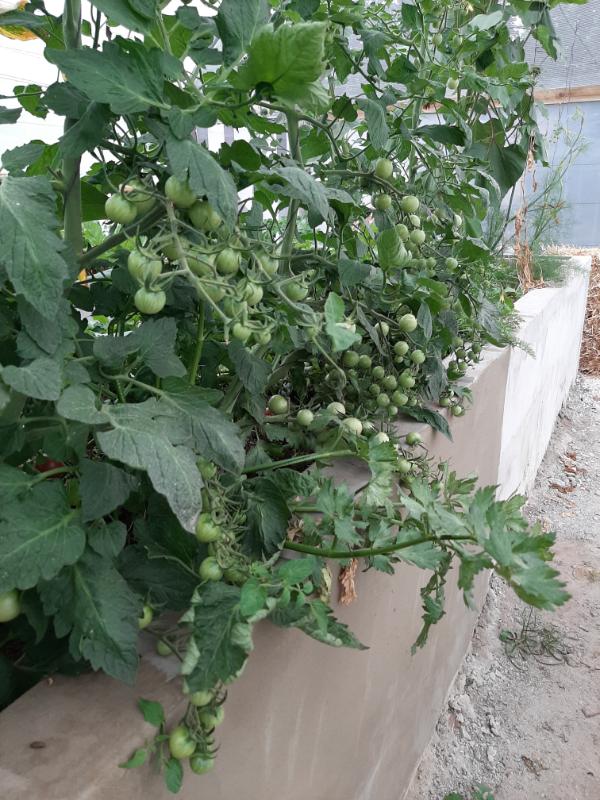Tomatoes, WATERfirst RAWW System