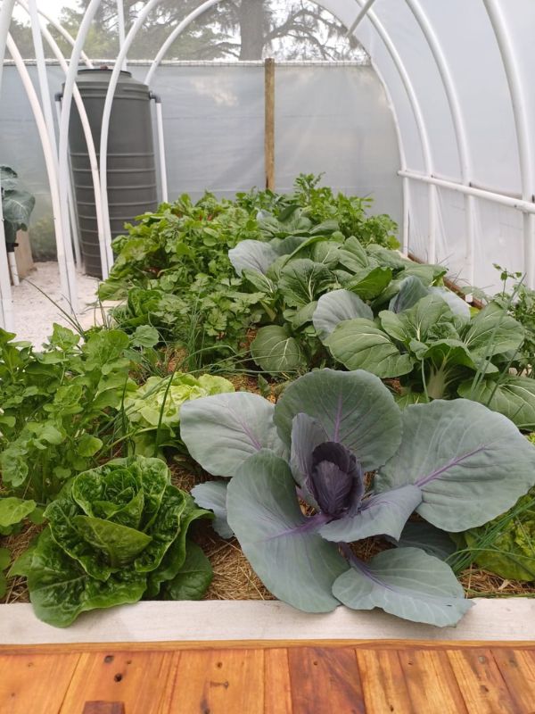 Vegetables growing in a WATERfirst RAWW System 1
