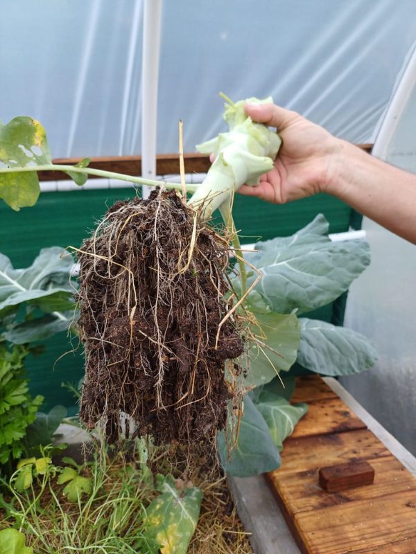 Vegetables growing in a WATERfirst RAWW System 2