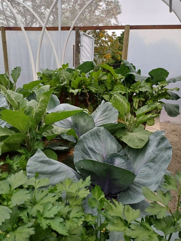 Vegetables growing in a WATERfirst RAWW System