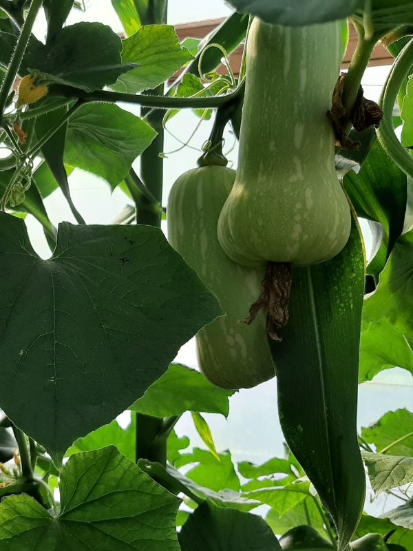 WATERfirst, RAWW System