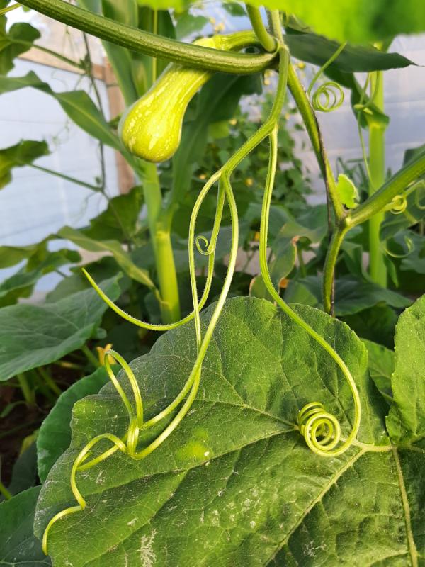 buttenut in a WATERfirst RAWW System