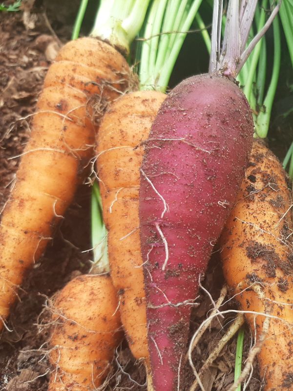 carrots growing in a WATERfirst RAWW System 1
