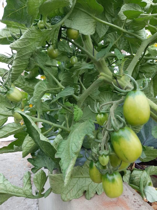 tomatoes grown in a WATERfirst RAWW System