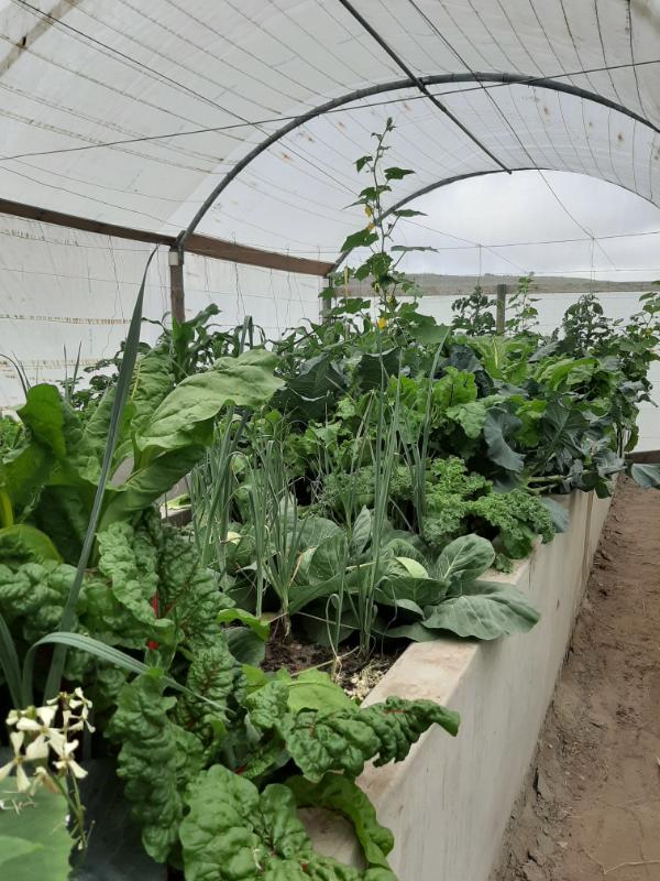 vegetables growing in a WATERfirst RAWW System