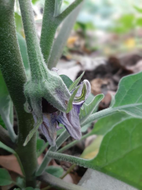 young aubergine in a WATERfirst RAWW System