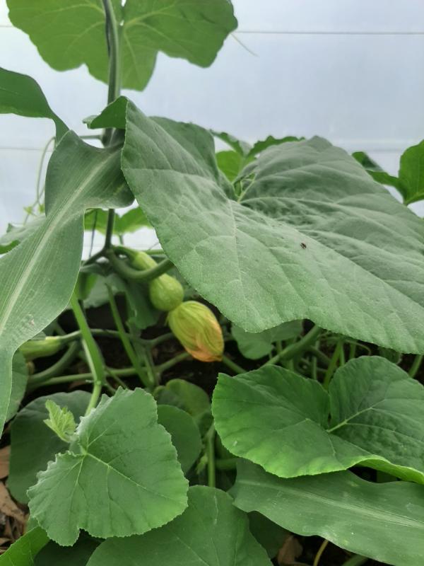 young butternut, WATERfirst RAWW System