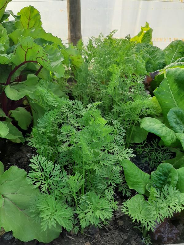 young carrots growing in a WATERfirst RAWW System