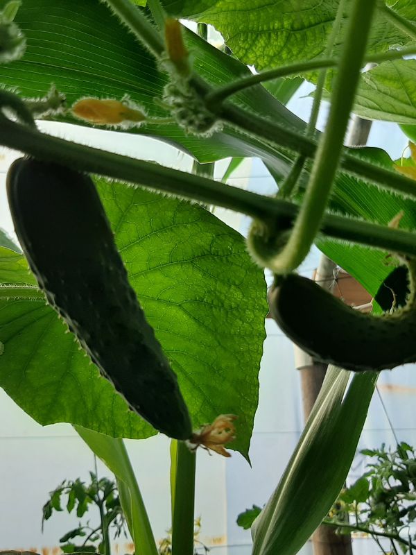 young cucumber WATERfurst RAWW System