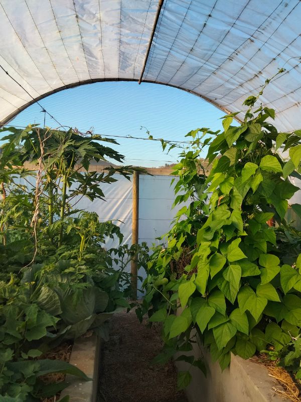 vegetables growing in a WATERfirst RAWW System